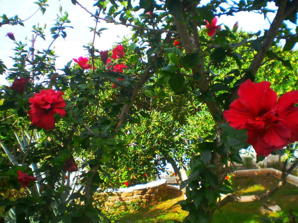 Paros Rita Studios Piso Livadi Quarto foto